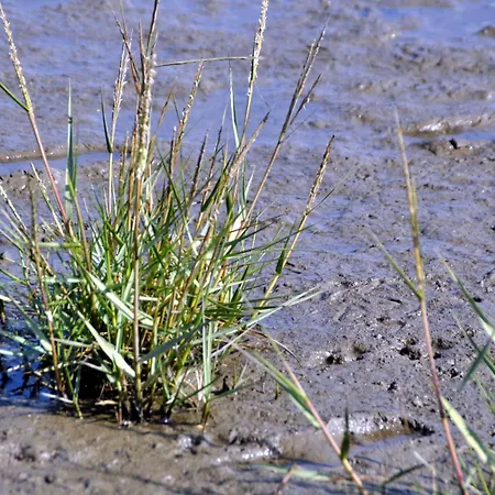 Отель Nordsee, Deichlaeufer