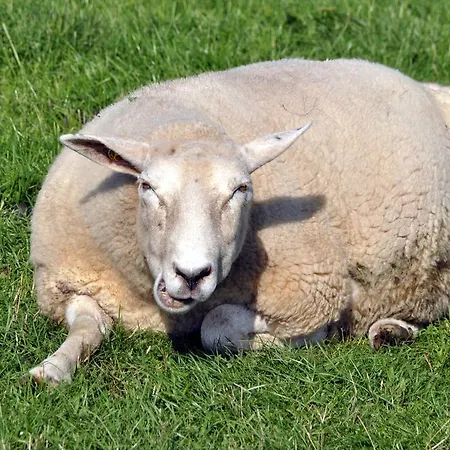 Hotel Nordsee, Deichlaeufer Tossens