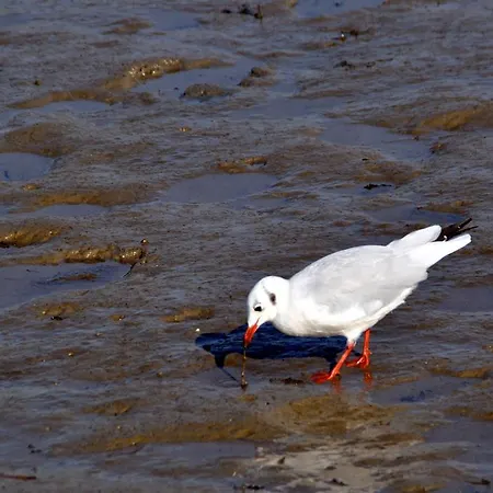 Strand Nordsee, Deichläufer Tossens